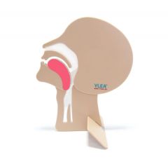 Hoofd dwarsdoorsnede